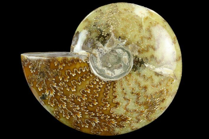 Polished Ammonite (Cleoniceras) Fossil - Madagascar #127201